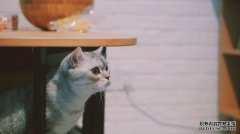 “九九乘法表”英文怎么翻譯？